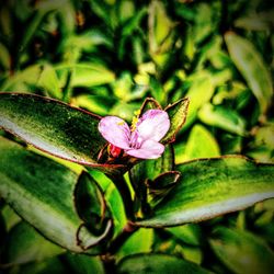 Close-up of flowers