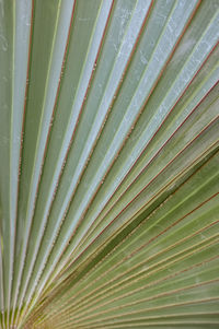 Full frame shot of palm leaves