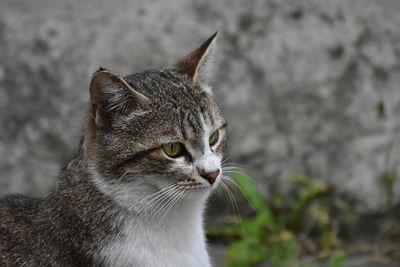 Close-up of a cat looking away