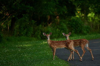 Deer standing on field