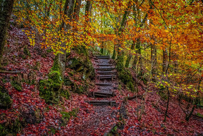 Footpath amidst trees in forest during autumn