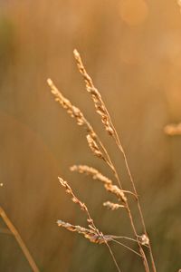 Close-up of stalks against blurred background