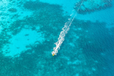 High angle view of jellyfish swimming in sea