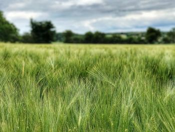 Close-up of wheat field against sky