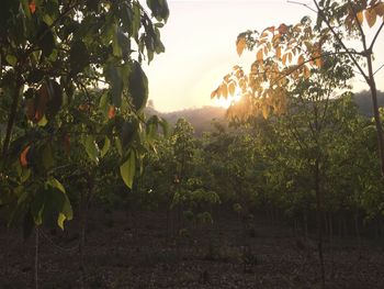 Sun shining through trees