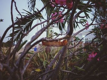 Close-up of pink flower tree