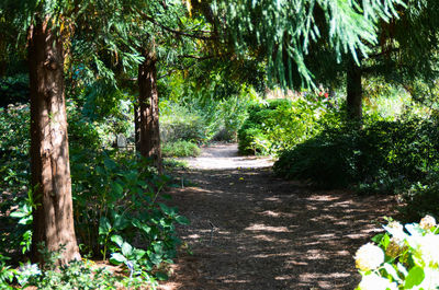 Footpath amidst trees in forest