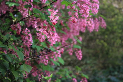 Close-up of pink flowers