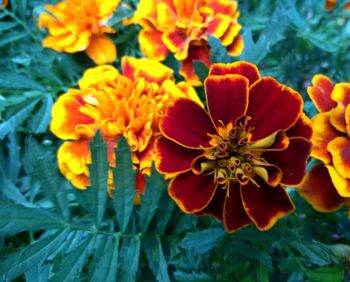 Close-up of flowers blooming outdoors