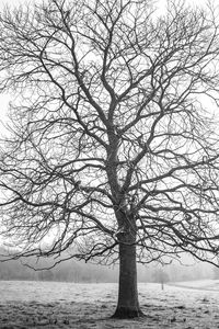 Bare trees against sky