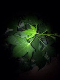 Close-up of plant at night