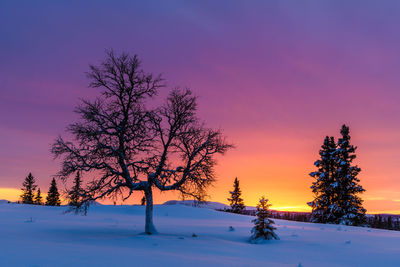 Trees in winter landscape with colorful sunset