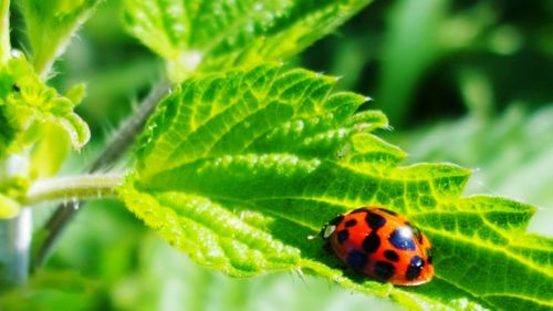 Close-up of ladybug on plant