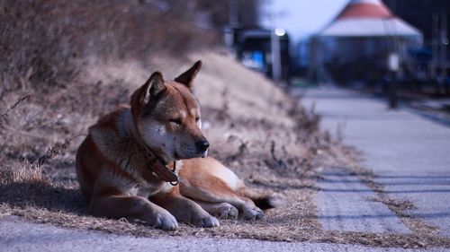 Shiba inu resting on field by road