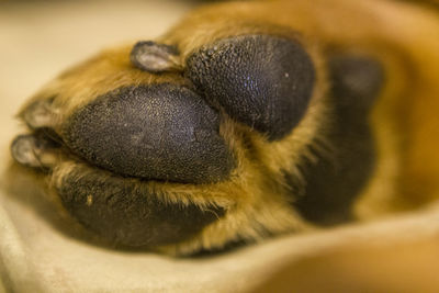 Close-up of animal paw