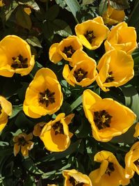 Close-up of yellow flower