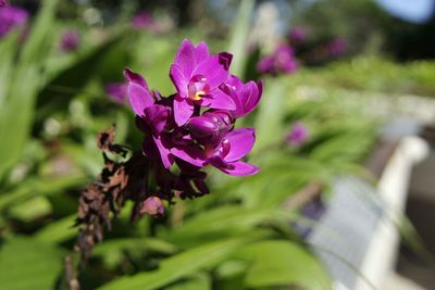 Close-up of purple flowers blooming