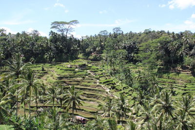 Plants growing on field against sky