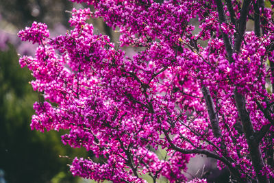 Low angle view of cherry blossom tree