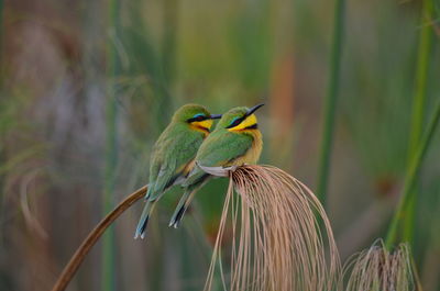 Close-up of bird perching on plant