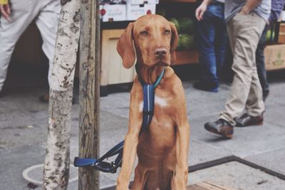 Dog tied to wooden pole on footpath