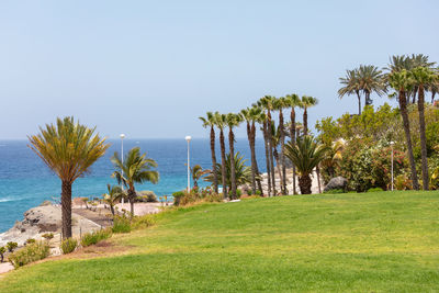 Palm trees by sea against clear sky