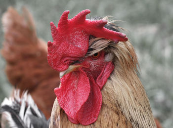 Portrait of angry looking rooster 