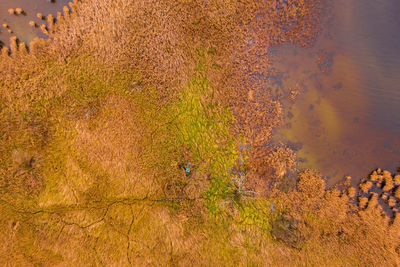 High angle view of plant growing on land