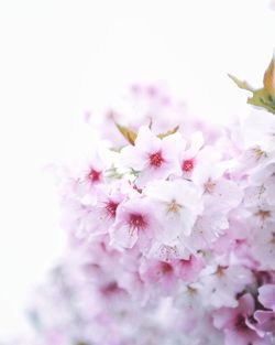 Close-up of pink flowers