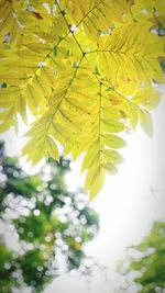 Low angle view of leaves on tree