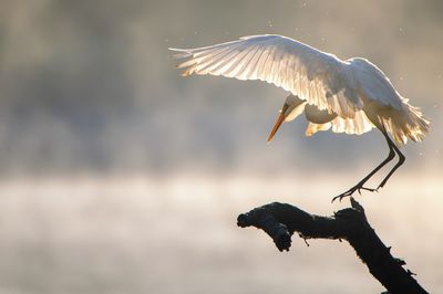 View of bird flying