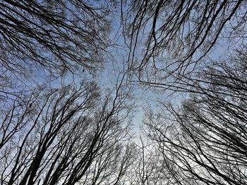 Low angle view of tree against sky