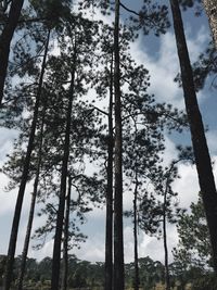 Low angle view of trees in forest against sky