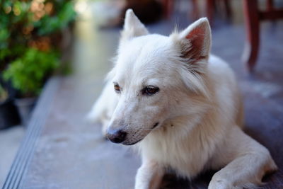 Close-up of white dog is waiting for owner sitting on the floor