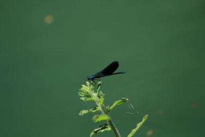 green