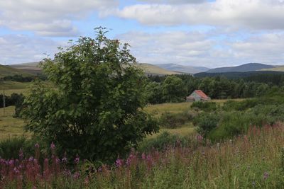 Scenic view of flowering trees on field against sky