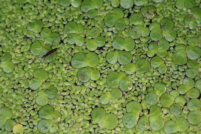 Plants in water