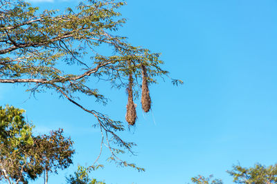 Low angle view of trees against blue sky