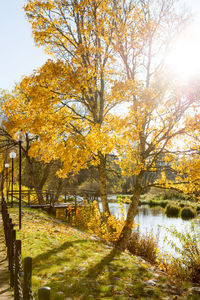 Trees by lake against sky during autumn