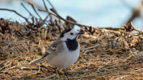Close-up of a bird perching on field