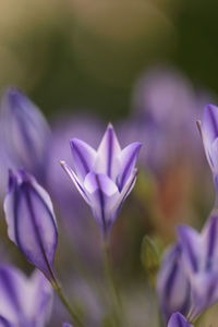 Close-up of purple crocus blooming outdoors