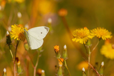 Close-up of butterfly pollinating on flower