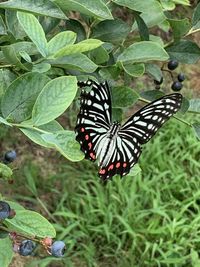 Butterfly on leaf