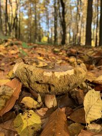 Close-up of autumn leaves on field