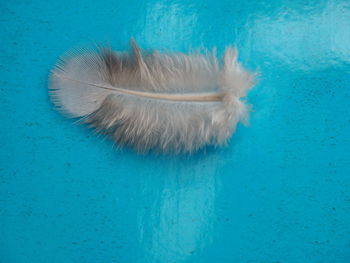 High angle view of peacock in blue water