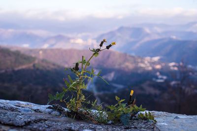 Close-up of flowering plant against sky