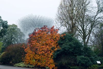 Low angle view of flowering trees against sky during autumn