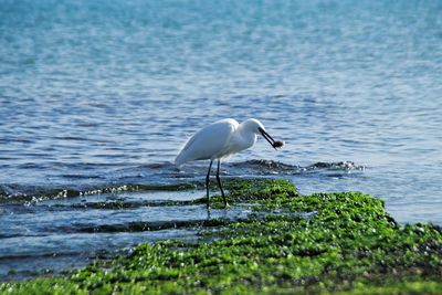 Bird in sea