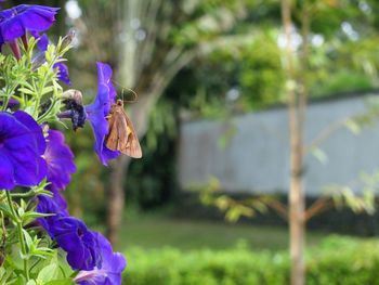 Close-up of purple flowers blooming
