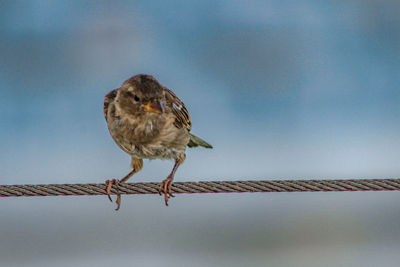 Low angle view of bird perching on metal against sky